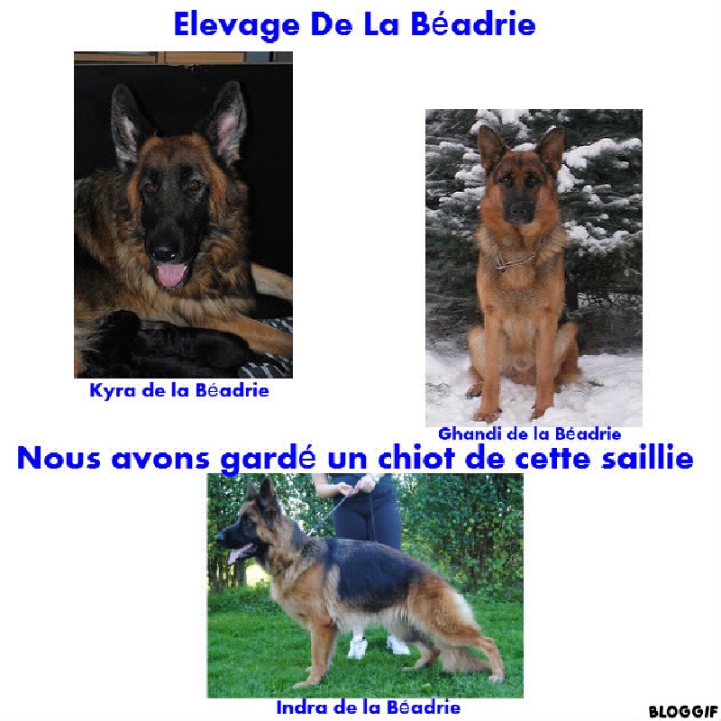 Saillies et Descendances